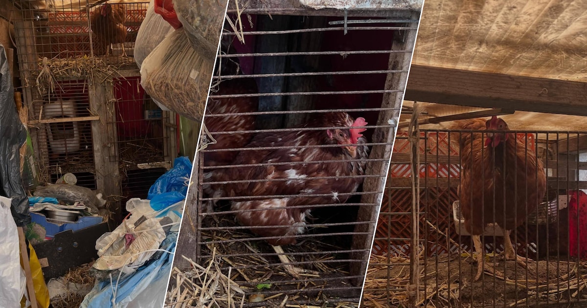 Vijf kippen in beslag genomen door de dierenpolitie: dieren gehouden in te kleine, hete hokken