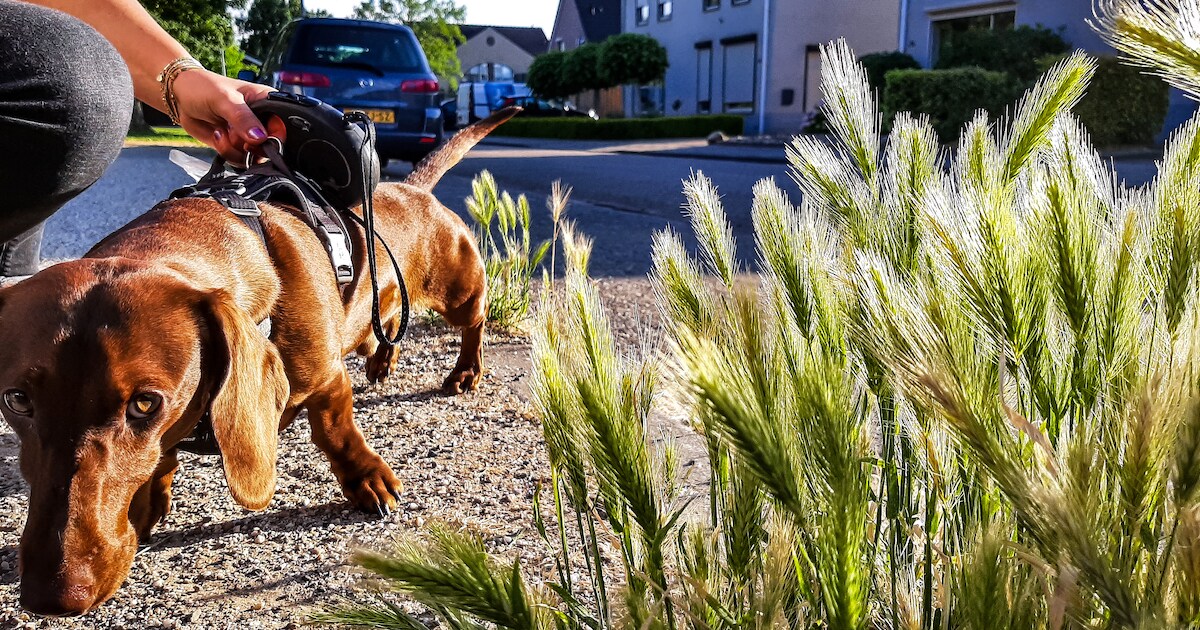 Castricum waarschuwt hondenbezitters voor grasaren | Castricum | AD.nl