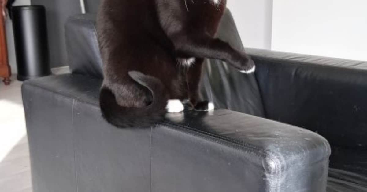 Heb jij Mango, Freek of Evi gezien? Deze vier huisdieren worden in Woerden vermist