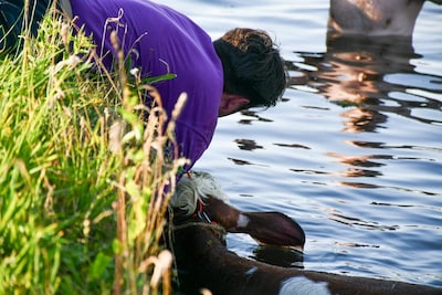 Jonge koe te water in Daarlerveen: omstanders en brandweer schieten dier te hulp