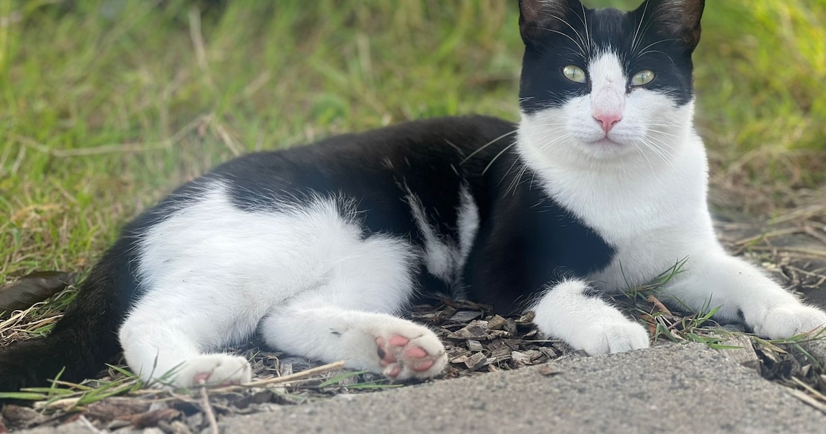 Heb jij Seop gezien? Dit huisdier wordt in Medemblik vermist