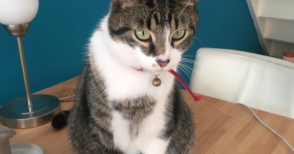 Heb jij Ree gezien? Dit huisdier wordt in De Bilt vermist