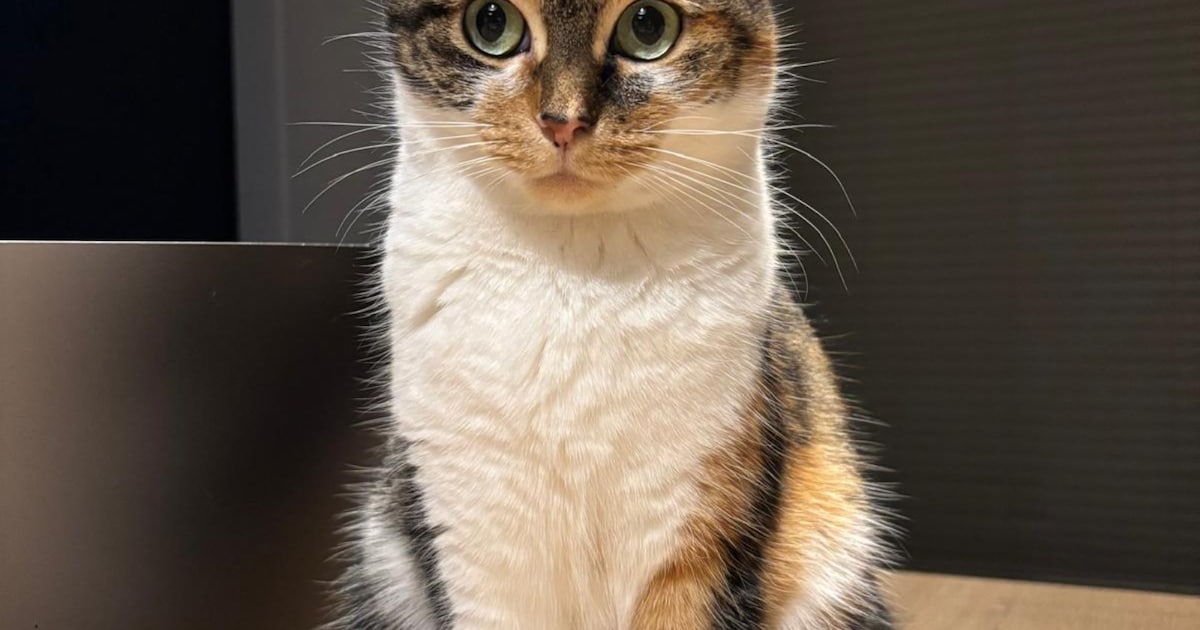 Heb jij Odin of Mosey gezien? Deze twee huisdieren worden in Uithoorn vermist