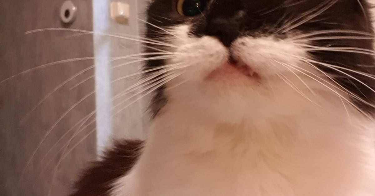 Heb jij Mimi, Tinus of Missy gezien? Deze vijf huisdieren worden in Barneveld vermist