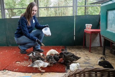 101 hongerige snaveltjes: vogelopvang in Soest puilt uit van de eendjes en gansjes