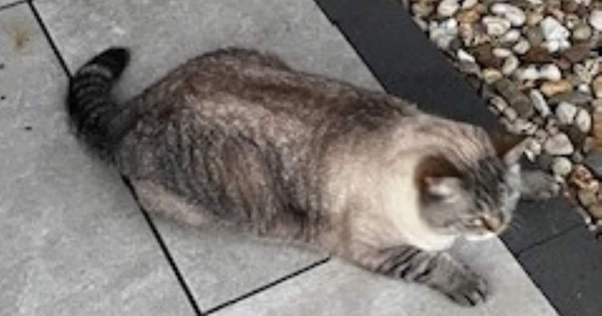 Heb jij Sammy of Jerry gezien? Deze twee huisdieren worden in Heemskerk vermist