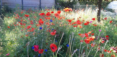 Gratis bloemenzaad voor inwoners van Hamont-Achel: “Zelfs een klein stukje tuin kan al een groot ver