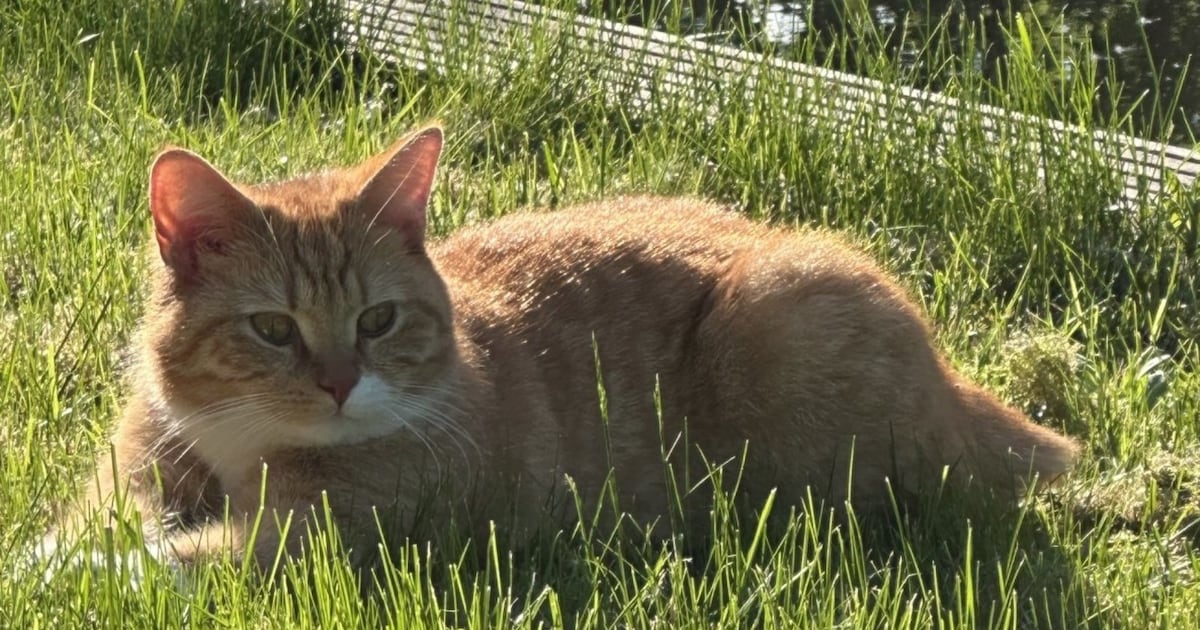 Heb jij Rocky, Stein of Spook gezien? Deze drie huisdieren worden in Stede Broec vermist