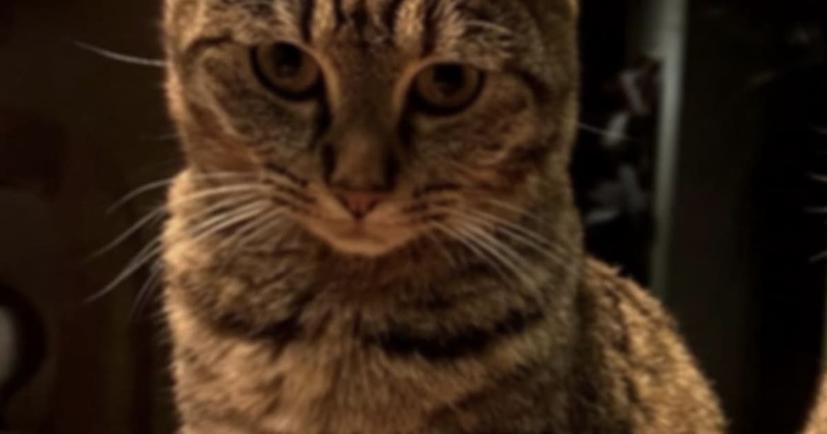 Heb jij Bamsi, Belle of Milo gezien? Deze drie huisdieren worden in Eemsdelta vermist