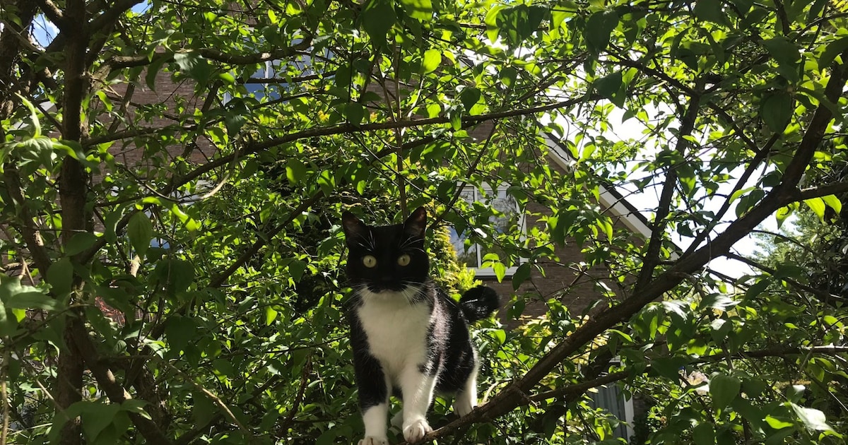 Heb jij Poekie gezien? Dit huisdier wordt in Bloemendaal vermist