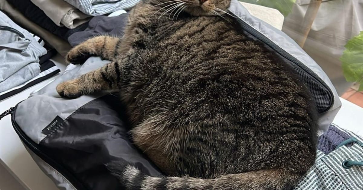 Heb jij Paul gezien? Dit huisdier wordt in Heemstede vermist