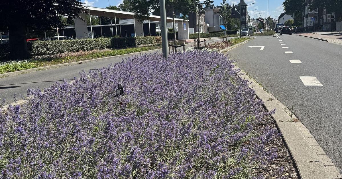 Scharnerweg in Maastricht is vernieuwd: meer groen en veiliger oversteken