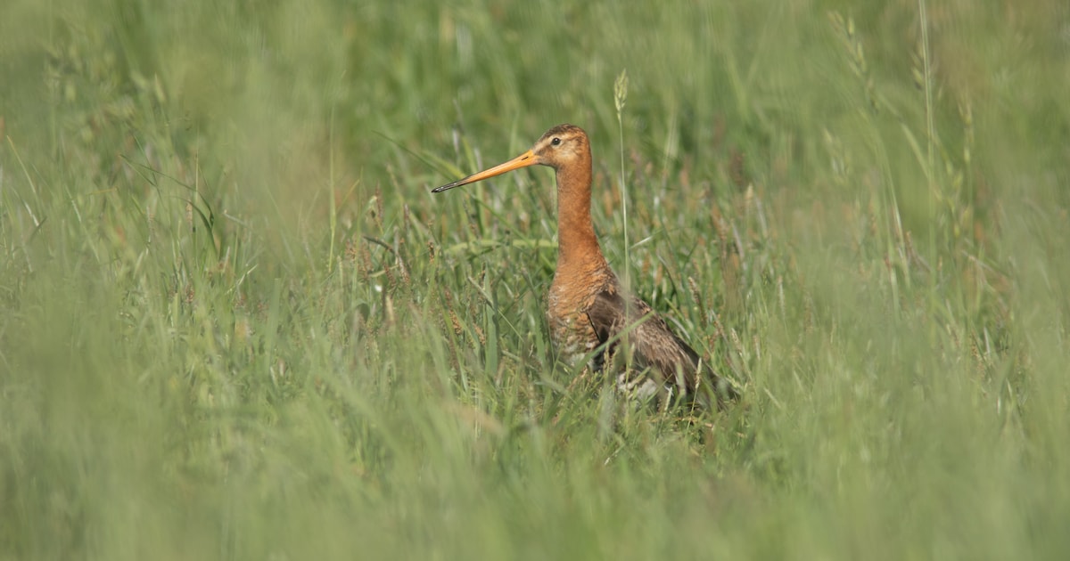 Broedseizoen start in Nationaal Park Zuid-Kennemerland: Wisentenpad in het Kraansvlak afgesloten