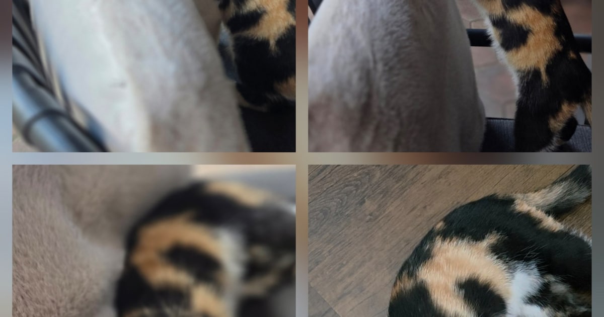 Heb jij Lola gezien? Dit huisdier wordt in Tubbergen vermist