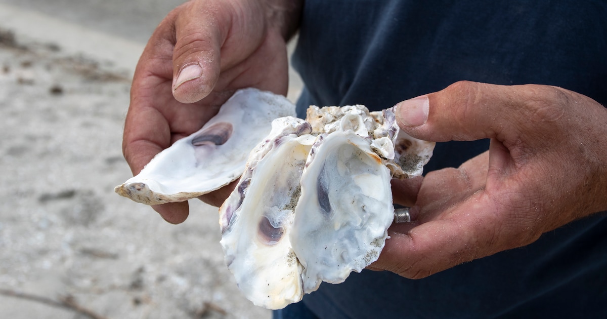 Als souvenir voor in huis: workshop oesterschelpen decoreren op Schiermonnikoog