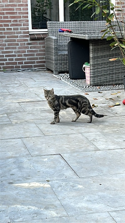 Heb jij Lio, Dotje of Bo gezien? Deze acht huisdieren worden in Ede vermist