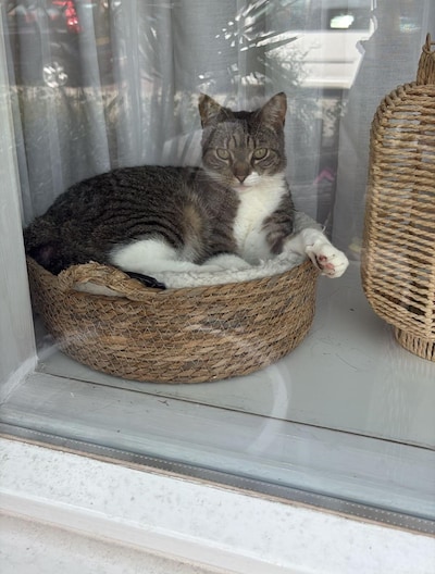 Have you seen Billie, Charlie or Gandalf? These six pets are missing in Haarlem