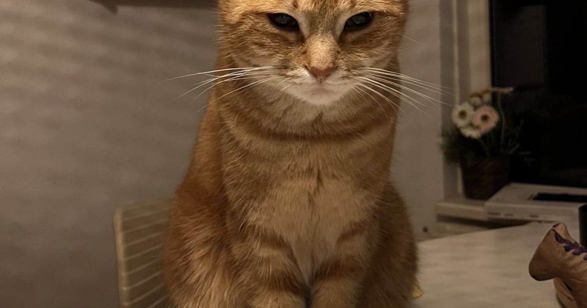 Heb jij Donder gezien? Dit huisdier wordt in Boxtel vermist