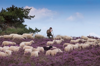 Paars, paarser, paarst: hier in de buurt van Zwolle staat de heide in bloei en maak je een mooie wan