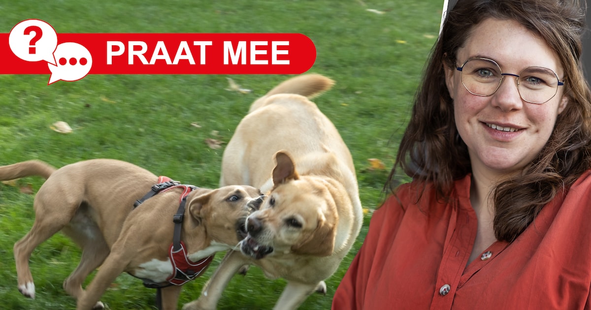 Moeten er meer hondenveldjes komen in Woudenberg?