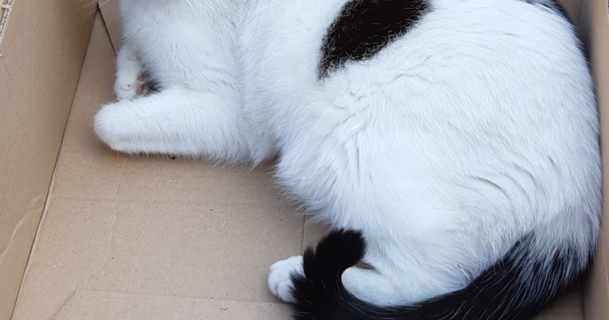 Heb jij Sammy gezien? Dit huisdier wordt in Zoetermeer vermist