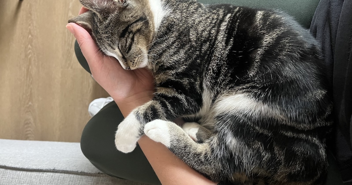 Heb jij Timo gezien? Dit huisdier wordt in Maassluis vermist