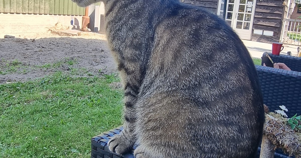 Heb jij Moosie gezien? Dit huisdier wordt in Heerde vermist