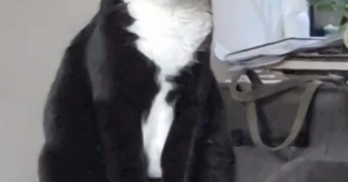 Heb jij Mylo gezien? Dit huisdier wordt in Smallingerland vermist