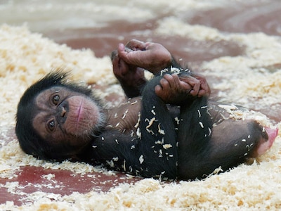 Start je dag goed: deze video’s van DierenPark Amersfoort toveren een lach op je gezicht