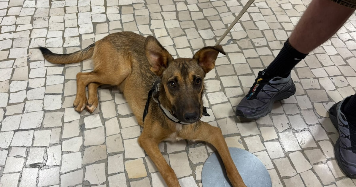 Heb jij Dexter gezien? Dit huisdier wordt in Kapelle vermist