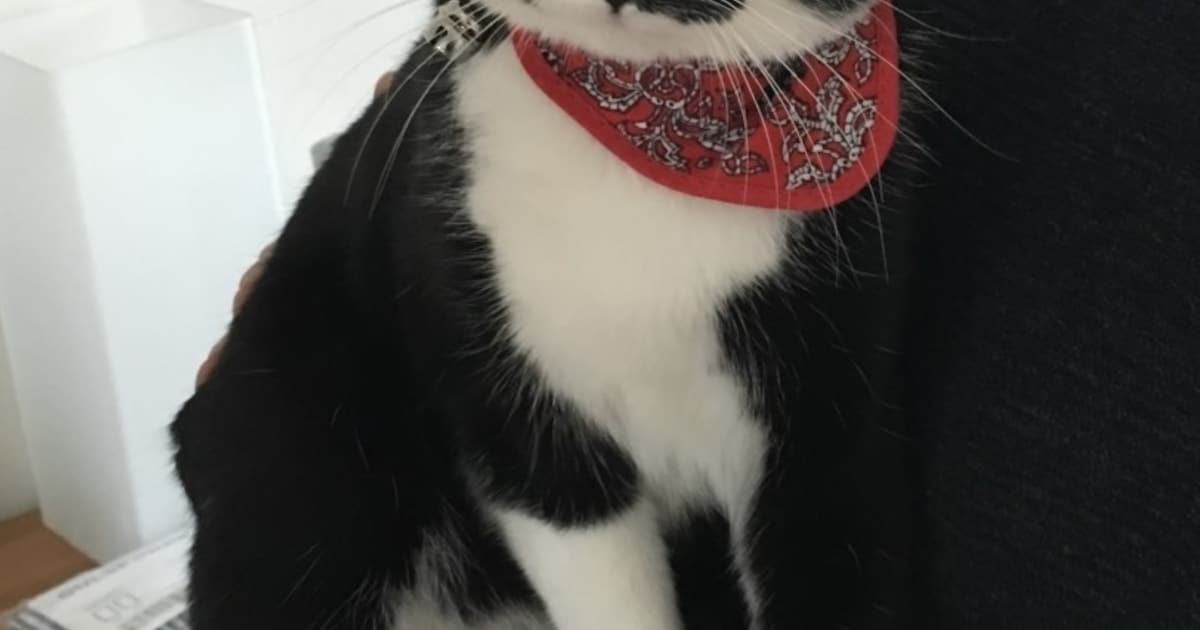 Heb jij Floki gezien? Dit huisdier wordt in Veendam vermist