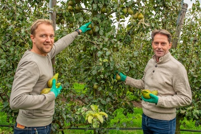 Vrijwilligers (en wethouders) plukken peren voor voedselbank in Goudswaard