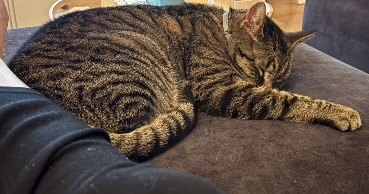 Heb jij Fleur of Max gezien? Deze twee huisdieren worden in Noordenveld vermist