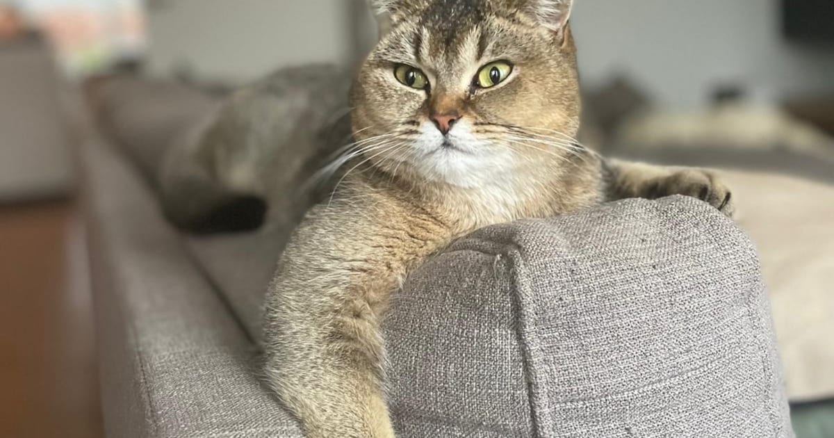 Heb jij Nour gezien? Dit huisdier wordt in Heemskerk vermist