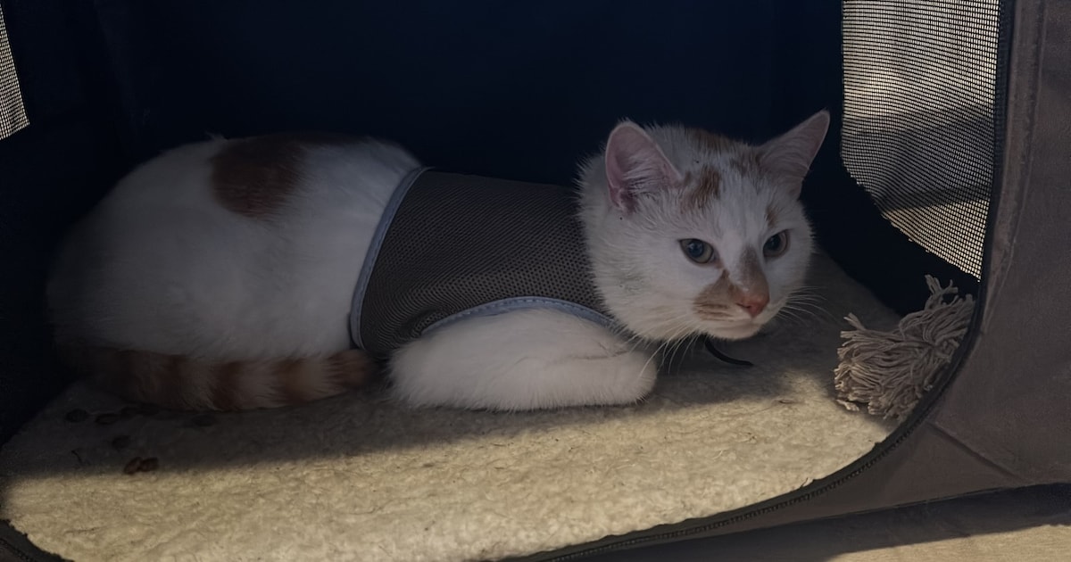 Heb jij Damon gezien? Dit huisdier wordt in Vaals vermist