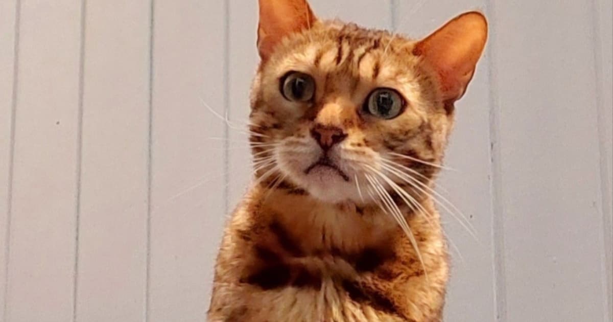 Heb jij Dino, Abu of Toet gezien? Deze negen huisdieren worden in Haarlem vermist