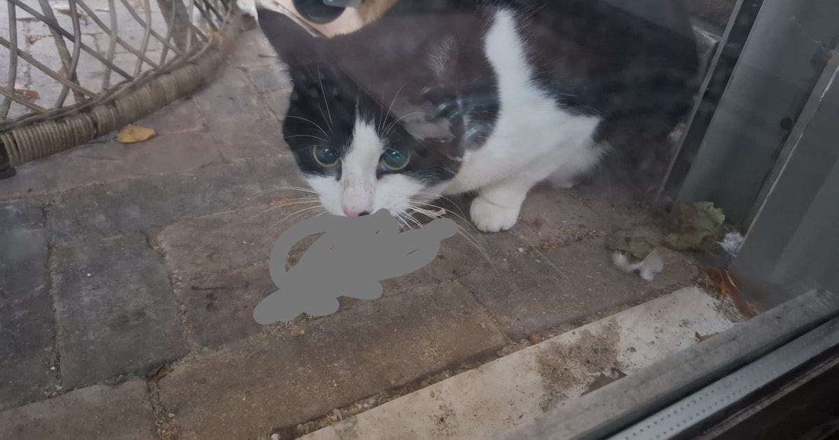 Heb jij Billie gezien? Dit huisdier wordt in Goes vermist