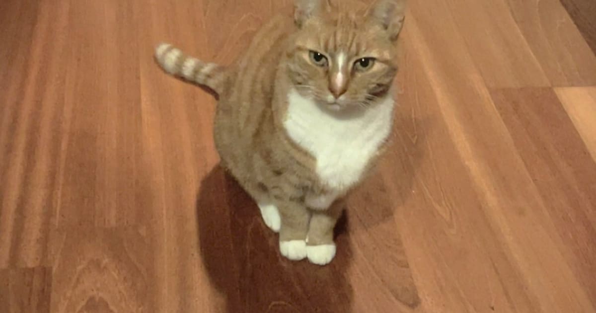 Heb jij Benji of Roos gezien? Deze twee huisdieren worden in Barneveld vermist