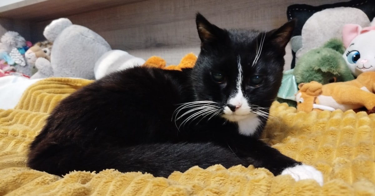 Heb jij Foetsie, Vino of Obelix gezien? Deze drie huisdieren worden in Culemborg vermist
