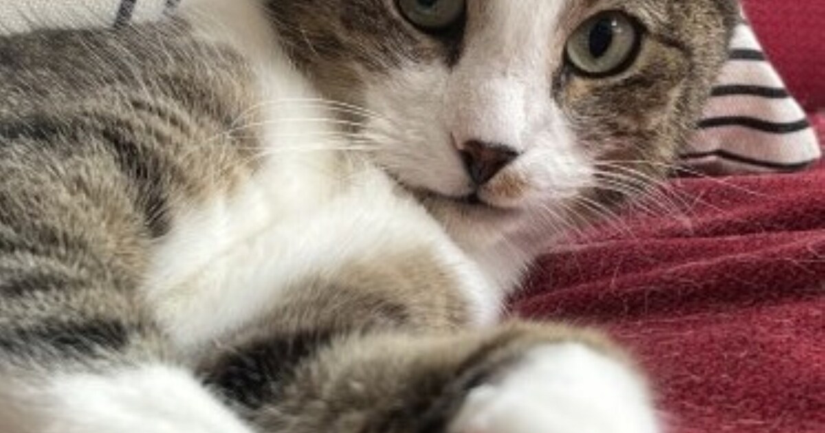 Heb jij Canela, Beer of Tobi gezien? Deze zeven huisdieren worden in Leiderdorp vermist