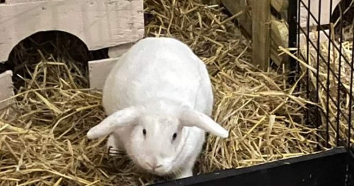 Heb jij Lulu gezien? Dit huisdier wordt in Zeewolde vermist