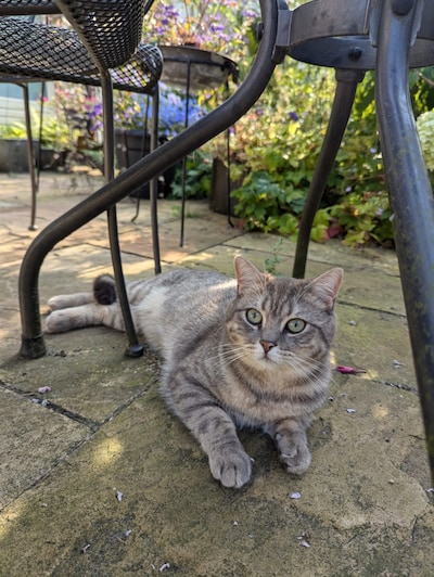 Heb jij Dia, Snow of Boef gezien? Deze 55 huisdieren worden in Amsterdam vermist