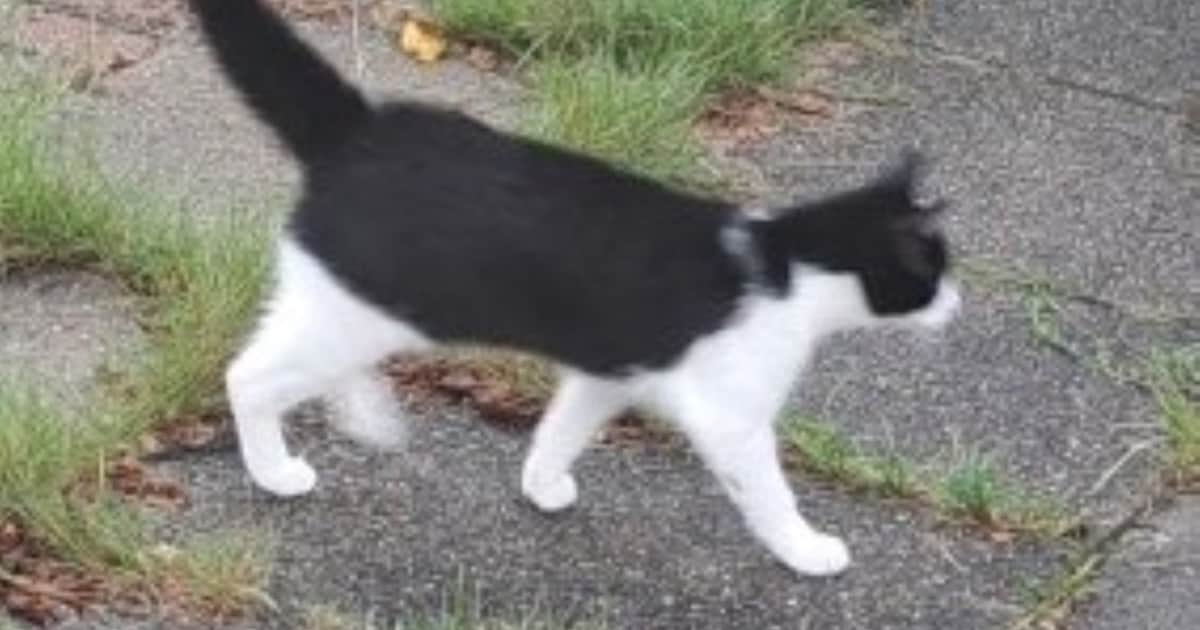 Heb jij Lola of Samba gezien? Deze twee huisdieren worden in Heerenveen vermist