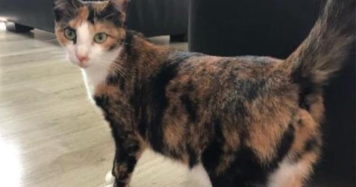 Heb jij Minou gezien? Dit huisdier wordt in Scherpenzeel vermist