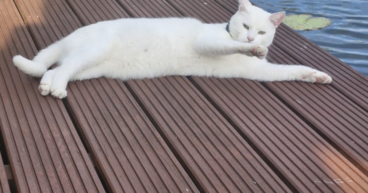 Heb jij Milo gezien? Dit huisdier wordt in Stichtse Vecht vermist