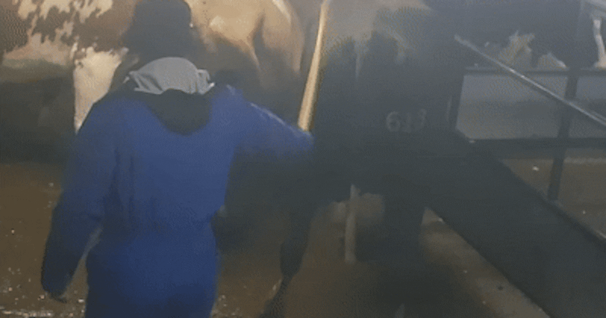 Verborgen camera’s tonen schokkende beelden in Staphorst: koeien opgejaagd en geslagen