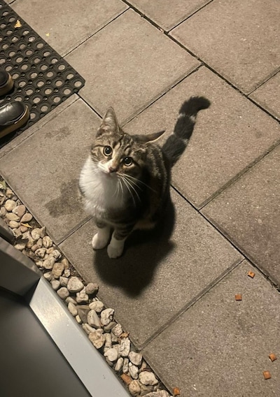 Heb jij Pepper, Coco of Django gezien? Deze negen huisdieren worden in Arnhem vermist