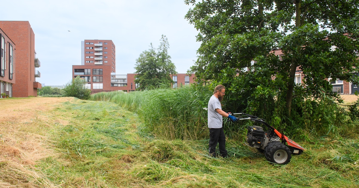 Castricum geeft bloemen en insecten meer ruimte met ecologisch maaien