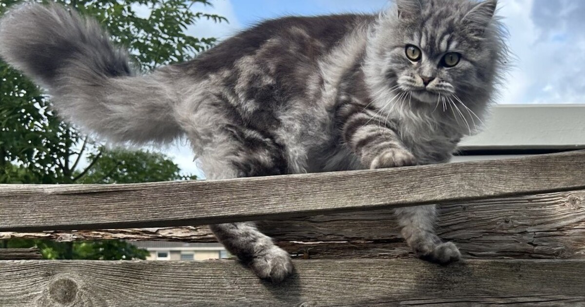 Heb jij Storm gezien? Dit huisdier wordt in De Ronde Venen vermist