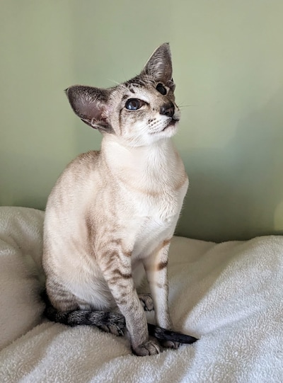 Heb jij Lucy of Lilia gezien? Deze twee huisdieren worden in Ede vermist